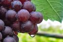 Uva utilizzata per la produzione del vino