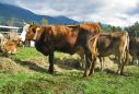 Allevamento bovino nelle valli dell'Ossola