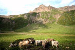 attività: sviluppo rurale